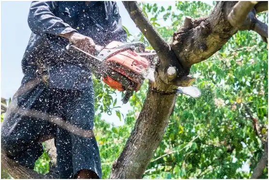 tree services Cinco Ranch